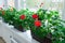 Close up several pots of red Geranium flowers on windowsill. Selective focus.