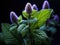 Close-up of several purple flowers, with one in foreground. These flowers are surrounded by dark green leaves and