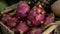 Close up several red ripe pitaya or white pitahaya dragon fruit with one cut cross section half on market stall, high