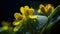 Close-up of several yellow flowers, with droplets of water on their leaves. These droplets are visible as small spots