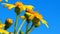 Close up of several yellow flowers at the West Coast National Park