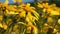 Close up of several yellow flowers at the West Coast National Park