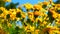 Close up of several yellow flowers at the West Coast National Park, South Africa