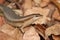 Close up of a Seychelles Skink lizard