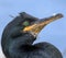 Close up of a shag with feather stuck to its beak