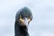 Close up of a shag with feather stuck to its beak