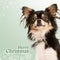 Close-up of a shaggy Chihuahua on a christmas green background