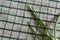 Close-up of shallots on a napkin