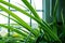 Close-up, shallow focus of some leaves of a bathroom spider plant.