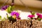 Close-up, shallow focus of a variety of colourful flowers, seen in a home made, hanging basket.