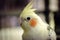 Close-up, shallow focus view of a male Cockatiel bird seen in his birdcage.