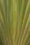 Close up shaped leaves of traveller`s palm, leaves pattern background of traveller`s Palm