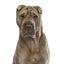 Close-up of a shar Pei, isolated
