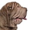 Close-up of Shar Pei puppy, 3 months old