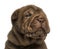 Close-up of a Shar Pei puppy, isolated