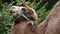 Close up, sharp shot of animal camel looking around in captivity in zoo.