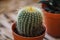 Close up sharp spines green golden barrel cactus