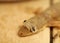 Close-up shedding skin at the head of The flat-tailed house gecko