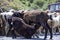 Close-up of a sheep feeding a lamb during a drive to a new pasture.