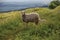 Close-up of sheep, fields, forests and hills near the town of Frascati.