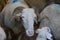 Close up sheep among the flock in sheepfold