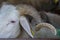 Close up sheep among the flock in sheepfold