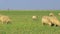 Close Up of Sheep Grazing in Pasture