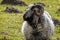 Close up of sheep  looking to side with curled horns against green background