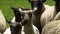 Close up of sheep in New Zealand being herded by dog