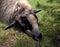 Close-up of a sheep`s head grazing in the grass