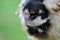 Close-up of sheep`s nose while grazing on pasture