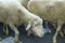 Close up of a sheep during the sheep transhumance festival passing through Madrid Spain