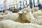 Close up of a sheep during the sheep transhumance festival passing through Madrid Spain