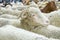 Close up of a sheep during the sheep transhumance festival passing through Madrid Spain