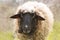 Close-up of a sheep standing on a hill