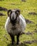Close up of sheep staring at camera with curled horns against blurred background