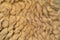 Close up of sheep wool brown skin pattern texture background of lamb, or sheep fleece in farm at zoo park in rural area. Wild