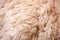 close-up of a sheeps fluffy wool