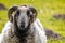 Close up of sheeps head staring at camera with curled horns against blurred background