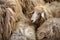 close-up of sheeps wool texture in a herd