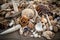 close-up of shells, driftwood and other beachcombing treasures