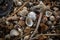 close-up of shells, driftwood and other beachcombing treasures