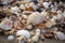 close-up of shells and other beachcombing treasures