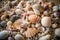 close-up of shells and other beachcombing treasures