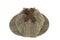 Close-up of Sherlock Holmes Deerstalker Cap Isolated