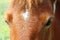 Close-up Shetland Pony Eyes