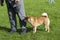 Close up on shiba inu dog on the competition