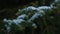 Close-up with shifting focus on snow flakes landing on fir tree branches