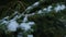 Close-up with shifting focus on snow flakes landing on fir tree branches