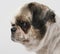 Close-up of Shih Tzu, 8 years old